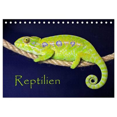 Reptilien (Tischkalender 2026 DIN A5 quer), CALVENDO Monatskalender