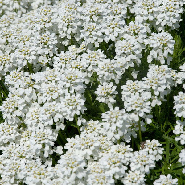 6x Iberis sempervirens Schneeflocke Eeuwige bloem in pot van 9x9 cm van Arborix