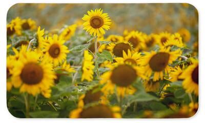 "Stupell Field Of Sunflowers Ergonomic Non Slip Kitchen Mat Recycled Cushioned, 18""x30"""