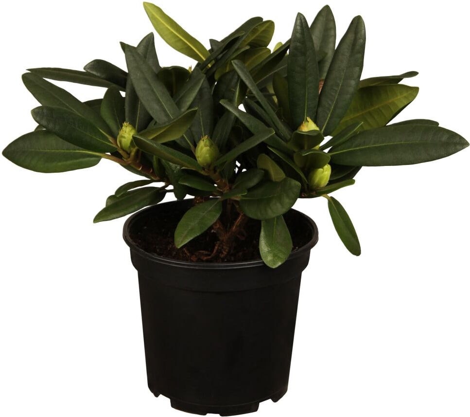 Pflanzen Rhododendron in Sorten 7,5 l Container