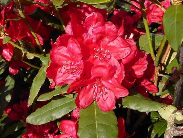Pflanzen Rhododendron PG II + III Liebhaber rot 5 l Container