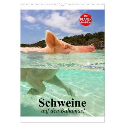 Schweine auf den Bahamas! (Wandkalender 2026 DIN A3 hoch), CALVENDO Monatskalender