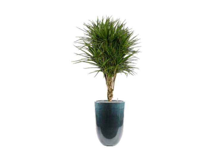 Pflanzen Arrangement „Dracaena marginata in Pure“, Höhe 180 cm Keramik Baq Design