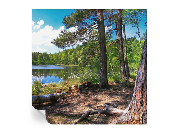 Wallfluent Fototapete 250x250 cm - Waldlandschaft, Grün, 250x250 cm, Tapeten & Wandverkleidungen, Fototapeten