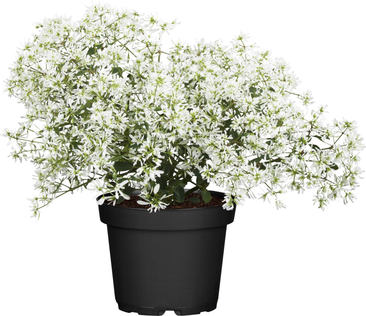 Pflanzen Wolfsmilch Euphorbia Diamond Frost 12 cm Topf