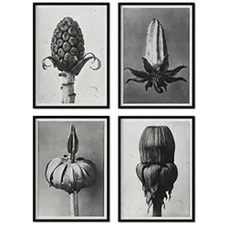 POSTER Set mit 4 von Brouts stoppt Blumen und Pflanzen in Grausteinen A4 Rahmenlos
