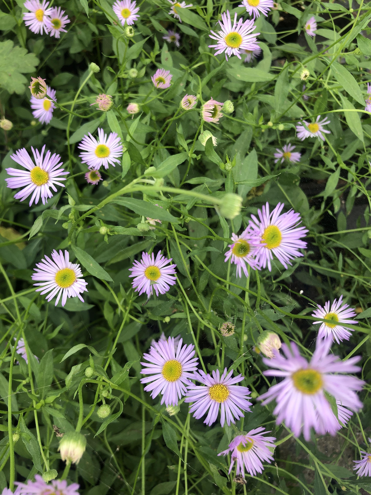 6 x Erigeron karvinskianus Lavender Lady Spaans madeliefje, pot van 9x9 cm