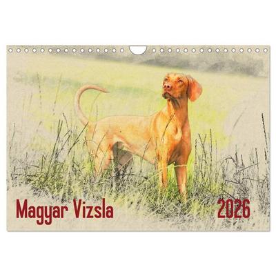 Magyar Vizsla 2026 (Wandkalender 2026 DIN A4 quer), CALVENDO Monatskalender