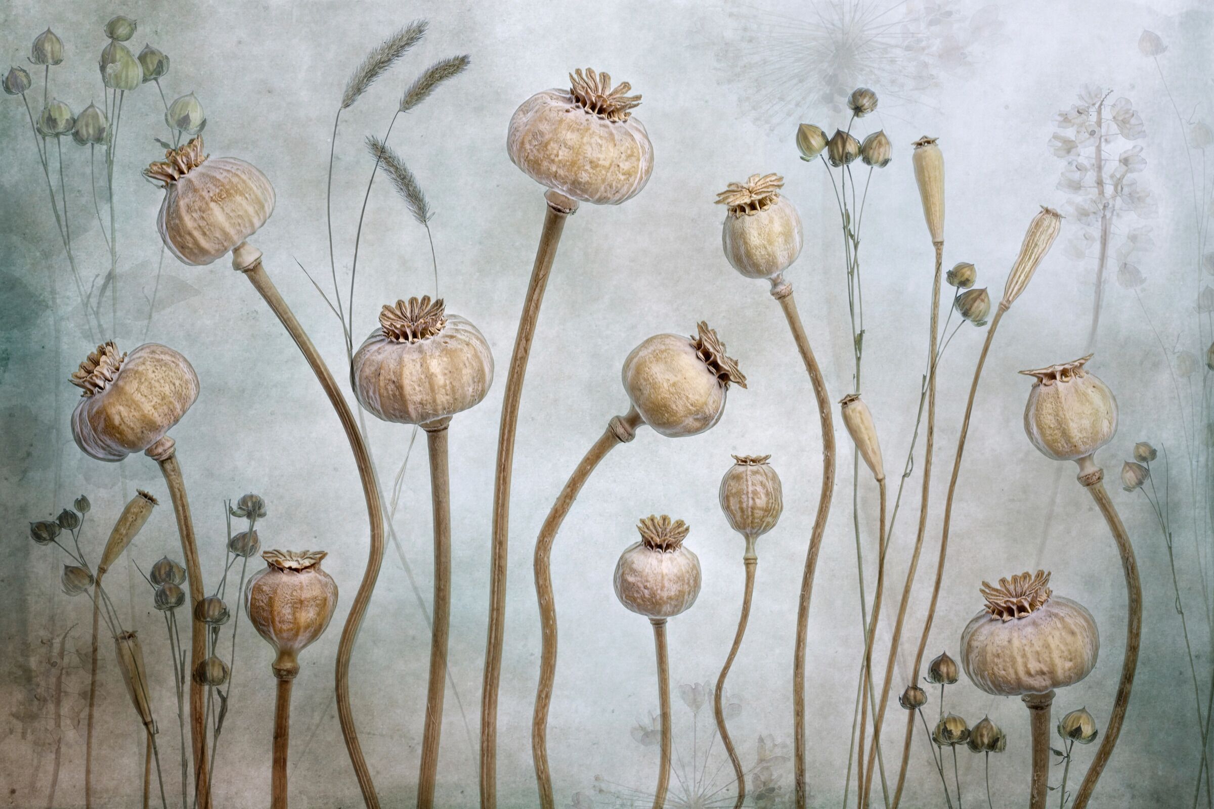 Fototapete PAPERMOON "Photo-Art MANDY DISHER, MOHN", bunt, B:3m L:2,23m, Vlies, Tapeten, Fototapete bunt B/L: 3m x 2,23m, Bahnen: 6 Stk.