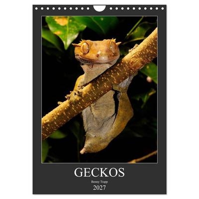 GECKOS (Wandkalender 2027 DIN A4 hoch), CALVENDO Monatskalender