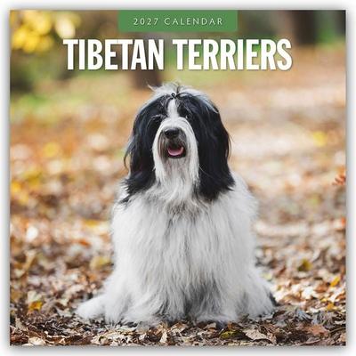 Tibetan Terriers – Tibet Terrier 2027 – 16-Monatskalender