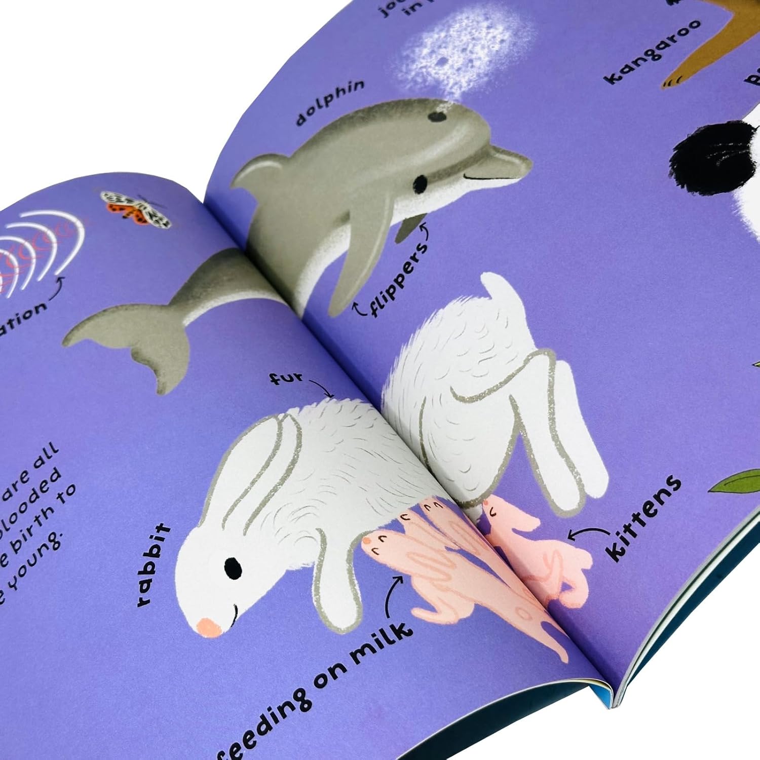 Miles Kelly Big Words for Little Experts 10 Books Collection Set by Fran Bromage - Paperback - Ages 2+ - Preschool Vocabulary & Learning Non-Fiction