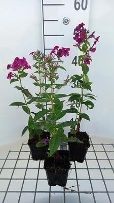 6 x Phlox (p) Kirchenfürst Vlammende Phlox in pot van 9 x 9 cm van GRDplanten