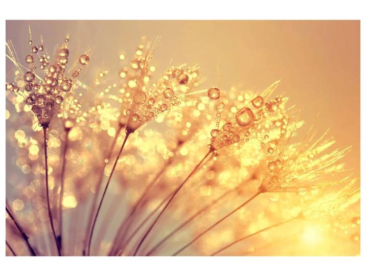 Digitaldruck auf Acrylglas Pusteblume mit Morgentau image LAND / Grösse: 120 x 80 cm