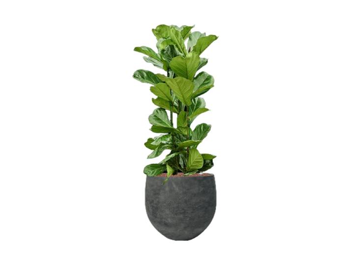 Pflanzen Arrangement „Ficus lyrata in Rough“ Baq Design