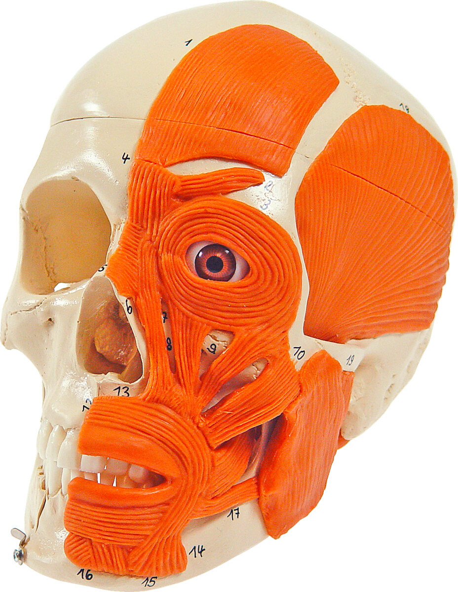 Schädel mit Muskeln, 3-tlg. Anatomie Modell, Anatomische Lehrmittel, Medizin