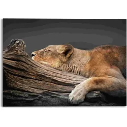 Glasbild LION TREE (BHT 70x50x2 cm) - BHT 70x50x2 cm