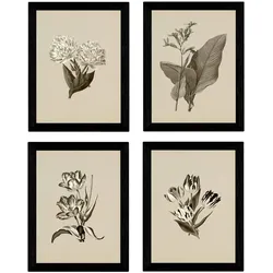 POSTER Set mit 4 botanischen Jahrgang Tulpen Regenbogen A3 Rahmenlos