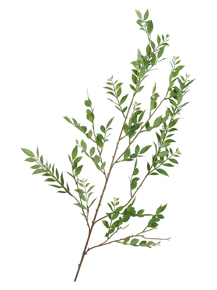 daan kromhout Dekozweig "Leaf" in Grün - (H)140 cm - onesize