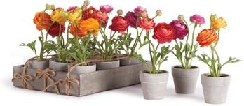 Porch & Petal "Mini Ranunculi 7"" Potted, Set Of 12"