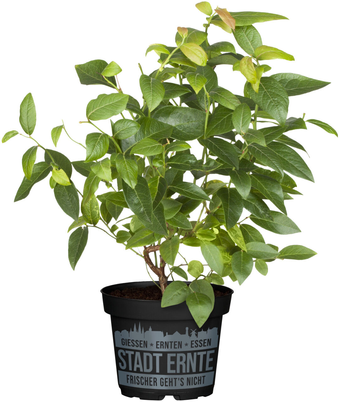 Pflanzen Stadt Ernte Bio Heidelbeere Vaccinium Bluecrop 2 L Container