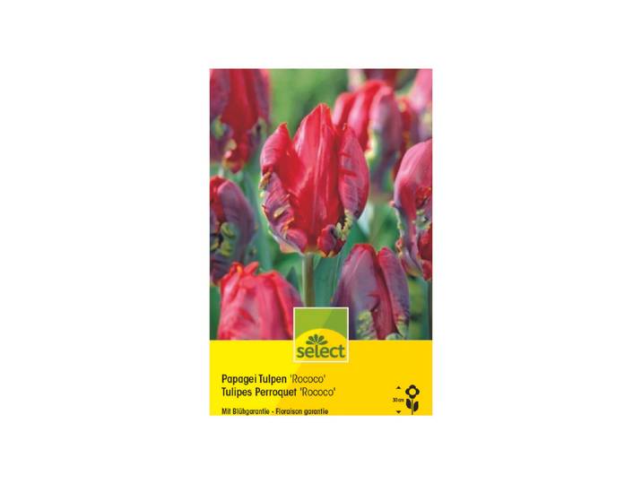 Select Blumenzwiebel Papagei Tulpen Rococo ''