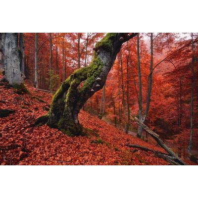 Papermoon "Baum in Wald"