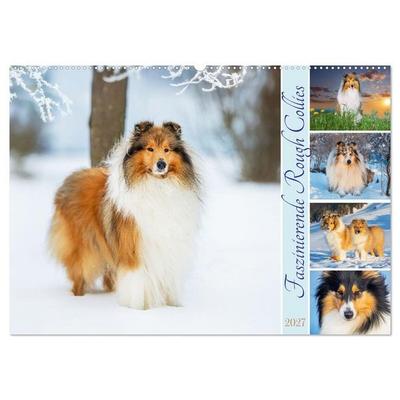 Faszinierende Rough Collies (Wandkalender 2027 DIN A2 quer), CALVENDO Monatskalender