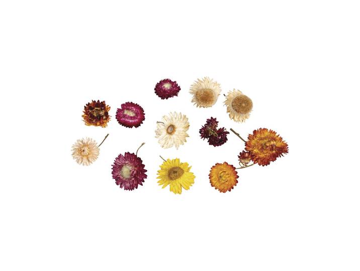Strohblumen, sortiert, SB-Btl. 10g