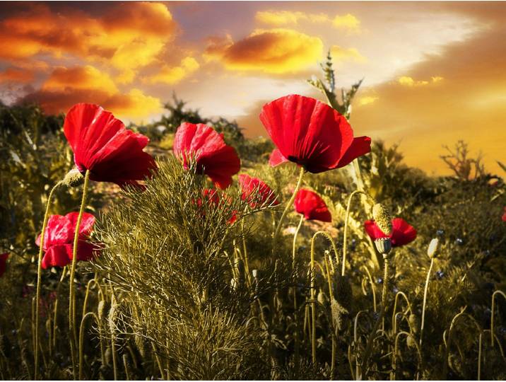 Papermoon Blumenwiese