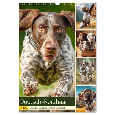 Deutsch-Kurzhaar. Ein edler Gefährte für Feld und Wald (Wandkalender 2027 DIN A3 hoch), CALVENDO Monatskalender