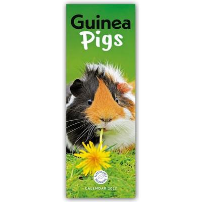 Guniea Pigs – Meerschweinchen 2027 – Slimline-Kalender