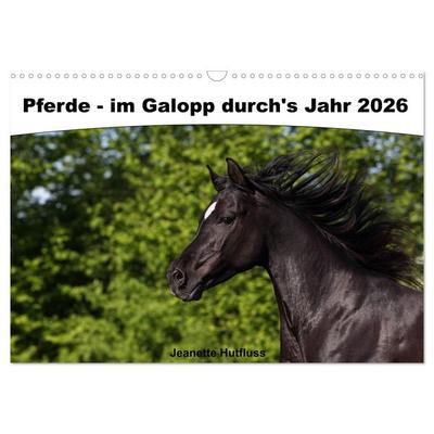 Pferde - im Galopp durch's Jahr 2026 (Wandkalender 2026 DIN A3 quer), CALVENDO Monatskalender