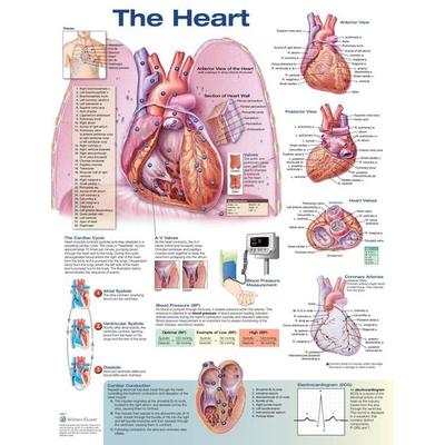 The Heart Anatomical Chart, Nonbook von Anatomical Chart Company Acc, Ingram Publishers Services, 978-1-4963-6962-8