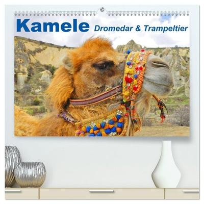 Kamele • Dromedar & Trampeltier (hochwertiger Premium Wandkalender 2027 DIN A2 quer), Kunstdruck in Hochglanz