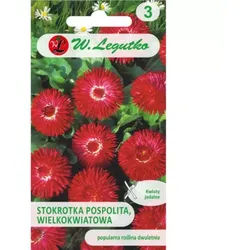 Großblütiges Gänseblümchen „Gracja“ – rot