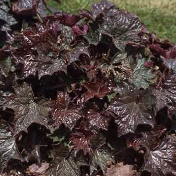 6 x Heuchera macrantha Palace Purple purperrode bloemkroonplant, pot van 9x9 cm