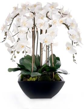 Jenny Silks Real Touch White Orchids Flower Arrangement in Black Pot