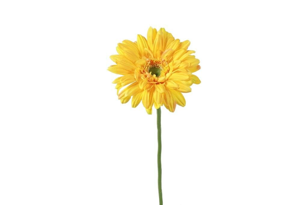 Countryfield zijden bloem Gerbera Leanne geel 60 cm