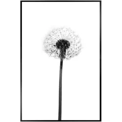 Bild DANDELION GREY (BH 30x20 cm) - weiß - BH 30x20 cm