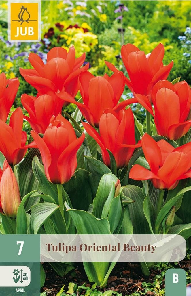Jub Tulp Oriental Beauty 7 bollen