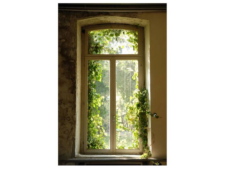 Alubild Fenster Bewachsen mit Laub image LAND