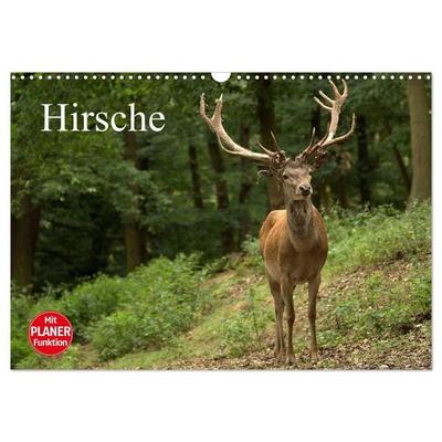 Hirsche (Wandkalender 2027 DIN A3 quer), CALVENDO Monatskalender