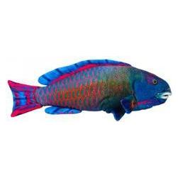Dubi Ryba morska niebieska 50cm 34632 (69493751)