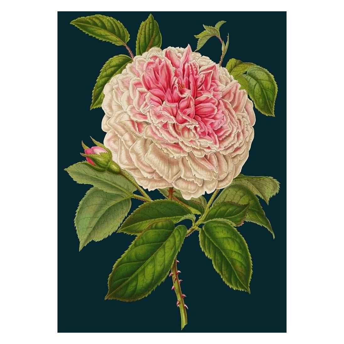 Madame Treacle B6-Karte mit Rosenumschlag (41917885)