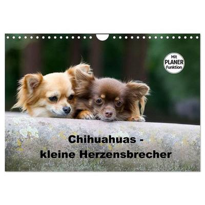 Chihuahuas - kleine Herzensbrecher (Wandkalender 2027 DIN A4 quer), CALVENDO Monatskalender