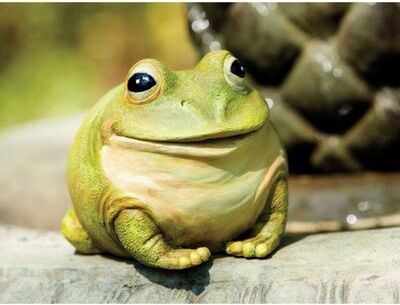 Evergreen Medium portly, frog