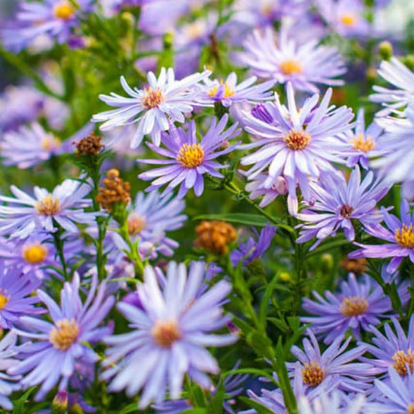 6 x Aster Little Carlow (Aster cordifolius) in pot van 9x9 cm van Arborix