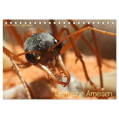 Exotische Ameisen (Tischkalender 2026 DIN A5 quer), CALVENDO Monatskalender