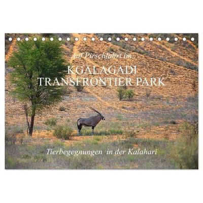 Auf Pirschfahrt im Kgalagadi Transfrontier Park (Tischkalender 2026 DIN A5 quer), CALVENDO Monatskalender
